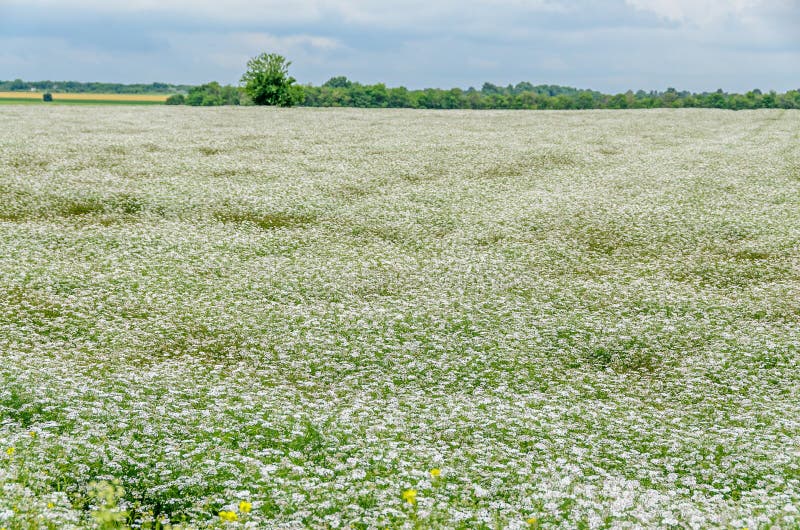 Champ De Campagne Avec La Fleur Blanche De Millefolium De Yarrow Achillea  Photo stock - Image du personne, marguerite: 105079992