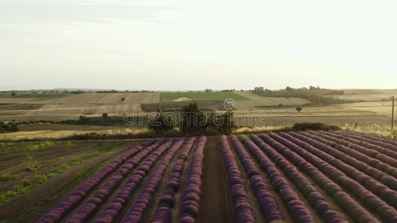 Champ de lavande mauve au coucher du soleil. clips vidéos