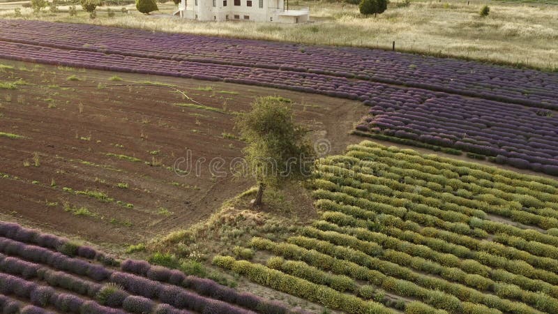 Champ de lavande mauve au coucher du soleil. banque de vidéos