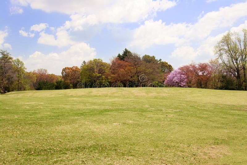 Champ de pelouse avec les arbres colorés photos libres de droits Champ de pelouse avec les arbres colorés photos libres de droits