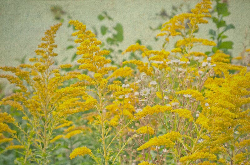Champ de petits wildflowers jaunes Vieux fond de papier photos stock Champ de petits wildflowers jaunes Vieux fond de papier photos stock