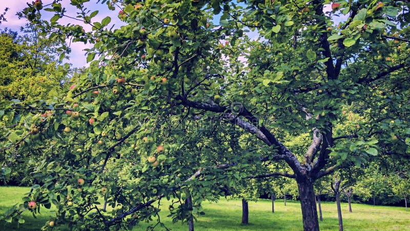 Champ de pommiers au jour d'été ensoleillé clips vidéos