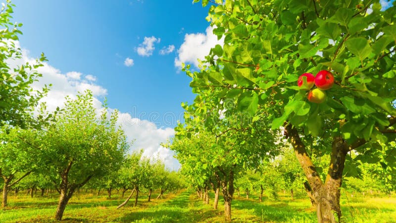 Champ de pommiers avec les pommes mûres, temps-faute banque de vidéos