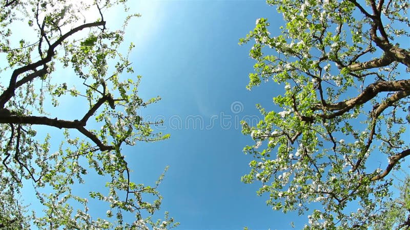 Champ de pommiers de floraison, glisseur de tir banque de vidéos