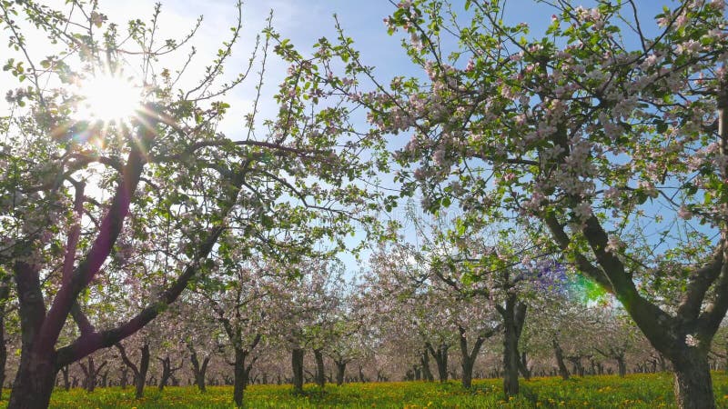 Champ de pommiers de floraison, inclinaison clips vidéos