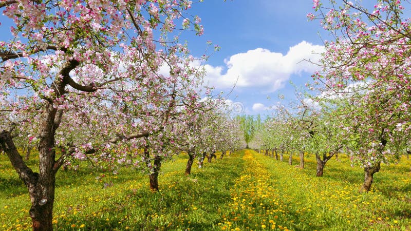 Champ de pommiers de floraison, casserole banque de vidéos
