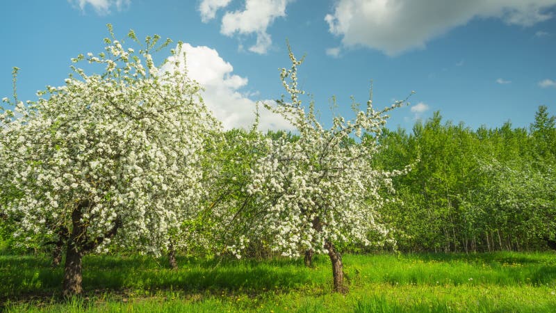 Champ de pommiers de floraison, temps-faute panoramique banque de vidéos