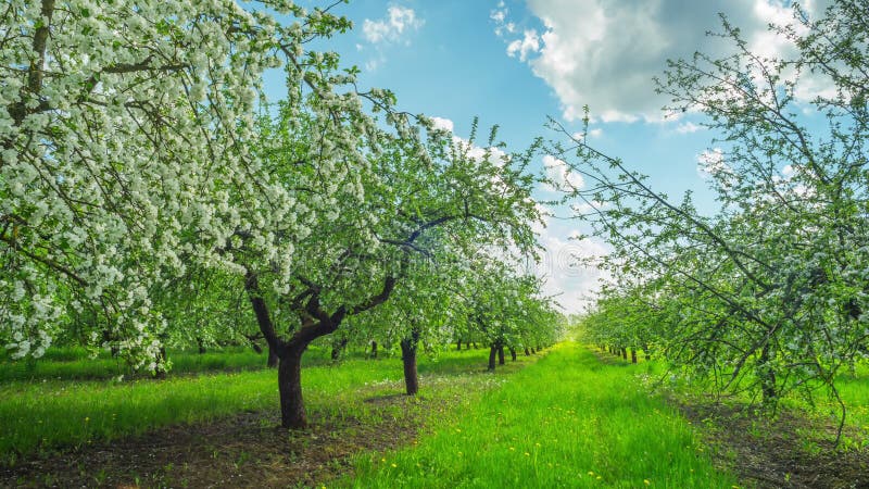 Champ de pommiers de floraison, temps-faute panoramique banque de vidéos