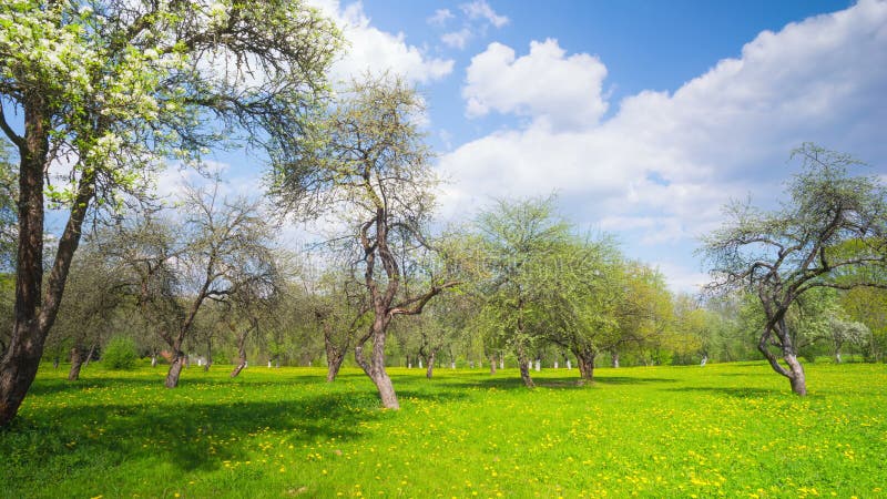 Champ de pommiers de ressort, temps-faute panoramique banque de vidéos