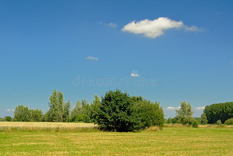 Champ de pré et de blé avec des arbres sous un ciel bleu clair dans la réserve naturelle de Kalkense Meersen, Flandre, Belgique photos libres de droits Champ de pré et de blé avec des arbres sous un ciel bleu clair dans la réserve naturelle de Kalkense Meersen, Flandre, Belgique photos libres de droits