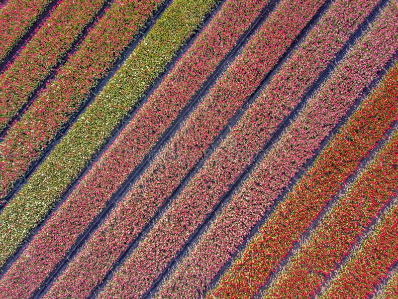 Champ de tulipe de vue a? rienne photos stock