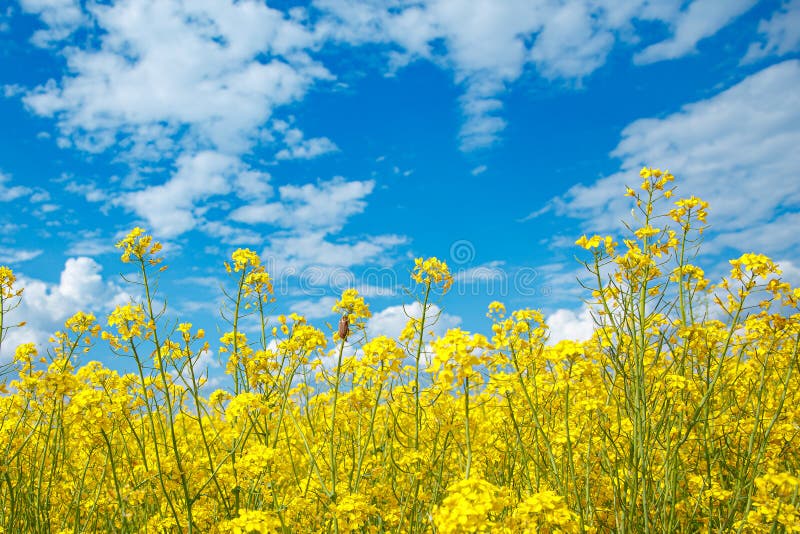 Champ de viol fleurissant jaune et d'un ciel bleu photo stock Champ de viol fleurissant jaune et d'un ciel bleu photo stock