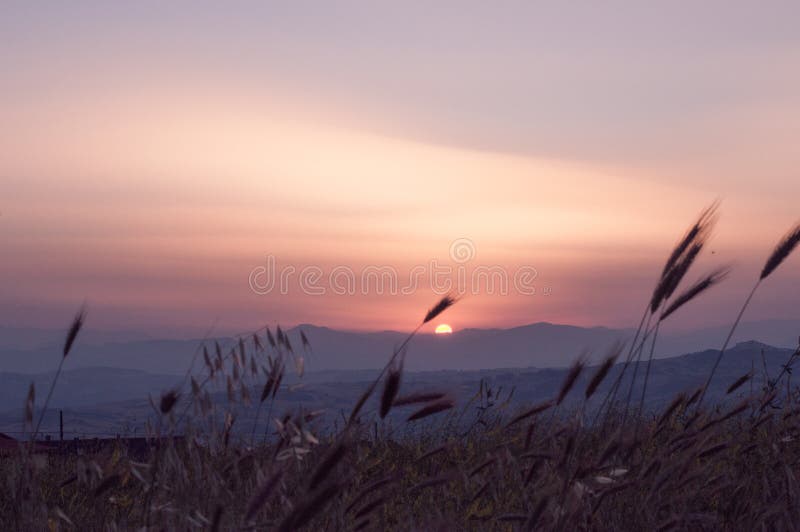 Champ de weath au coucher du soleil dans Montagano, Campobasso, Molise, Italie image stock Champ de weath au coucher du soleil dans Montagano, Campobasso, Molise, Italie image stock