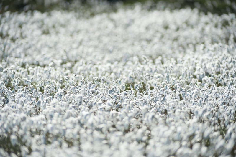 Champ Des Fleurs De Coton De Marais Image stock - Image du été, zone:  41569221