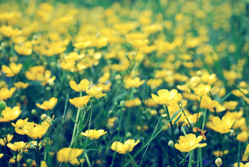 Champ des fleurs jaunes sauvages, renoncules de floraison photo stock Champ des fleurs jaunes sauvages, renoncules de floraison photo stock