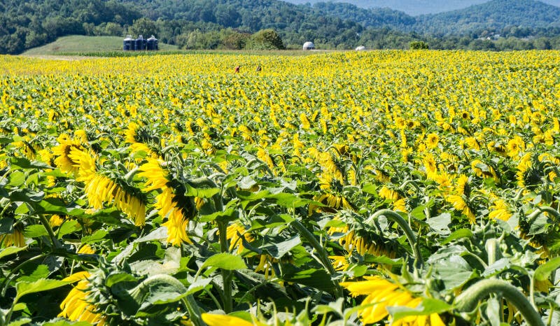 Champ des tournesols géants - 3 image libre de droits Champ des tournesols géants - 3 image libre de droits