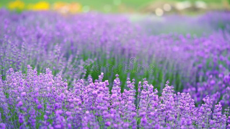 Champ fleuri de lavande violette. . banque de vidéos