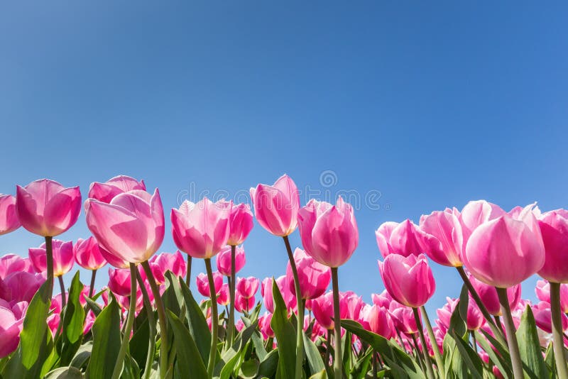 Champ rose de tulipes avec le ciel bleu photographie stock Champ rose de tulipes avec le ciel bleu photographie stock