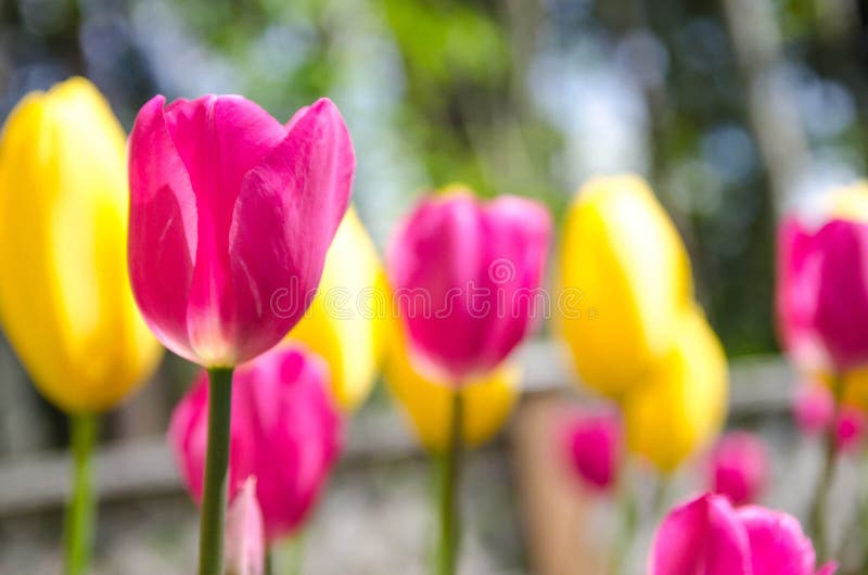 Champ rose et jaune de tulipe image libre de droits Champ rose et jaune de tulipe image libre de droits