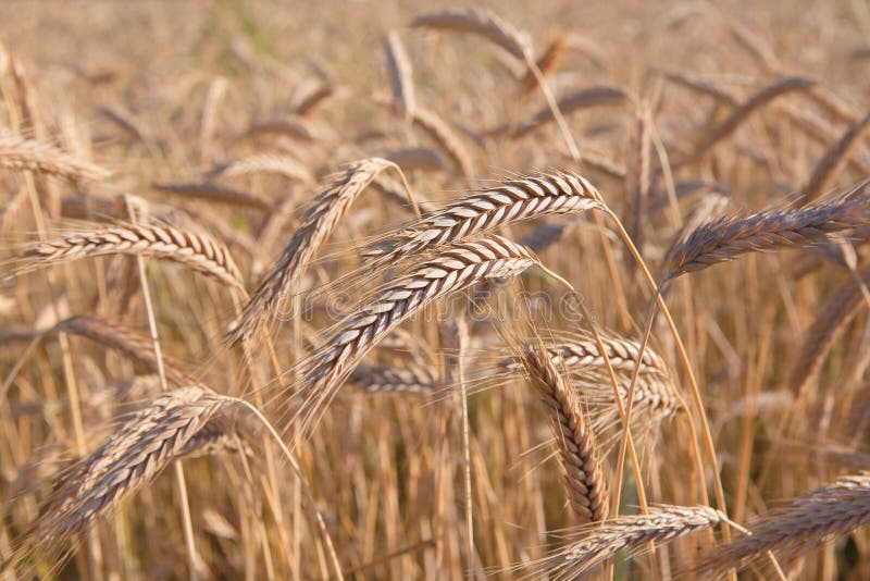 Champ, récolte et agriculture d'or de blé image libre de droits Champ, récolte et agriculture d'or de blé image libre de droits