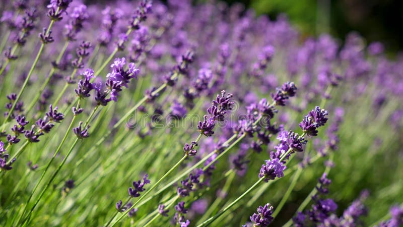 Champ vibrant de lavande violette en pleine floraison. Les fleurs de Lavandula aromatiques créent un fond floral serein pour le bi banque de vidéos