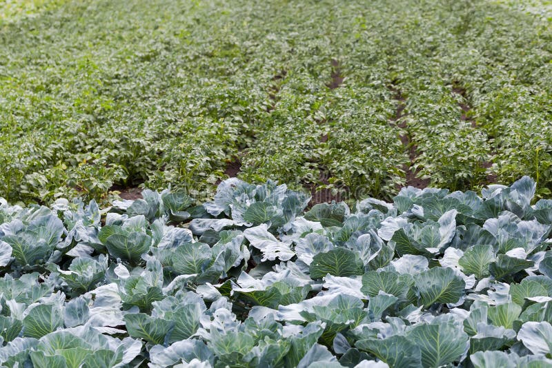 Vegetable field with young white cabbage planting on a foreground and rows of potato plants on a background. Vegetable field with young white cabbage planting on a foreground and rows of potato plants on a background