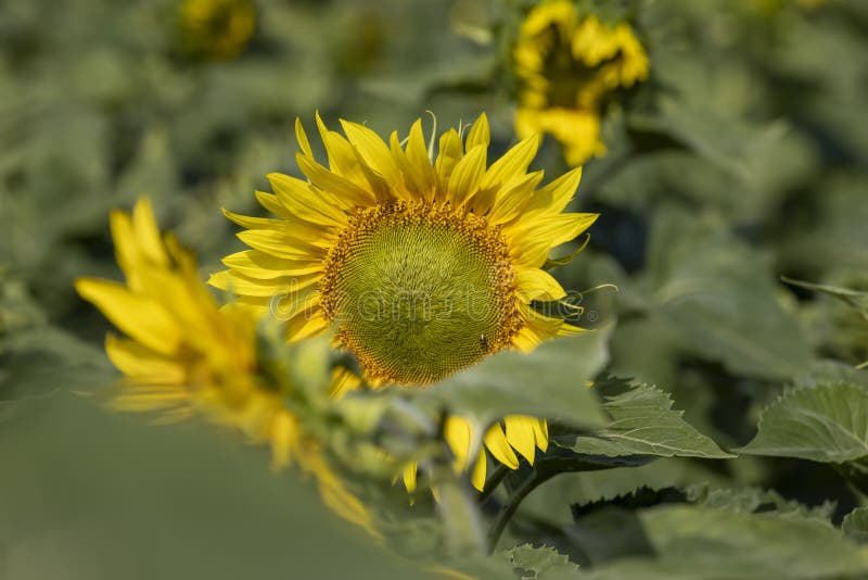 Champ à haut rendement avec pollinisation de tournesol jaune. Terrain à haut rendement avec tournesol jaune pollinisation des tournesols par les abeilles tournesols pour obtenir de la nourriture et de l'huile