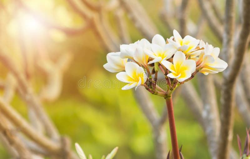 Champa flower