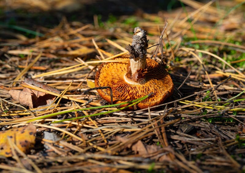 Champagne brun dans les bois Automne, heure des champignons photographie stock libre de droits Champagne brun dans les bois Automne, heure des champignons photographie stock libre de droits