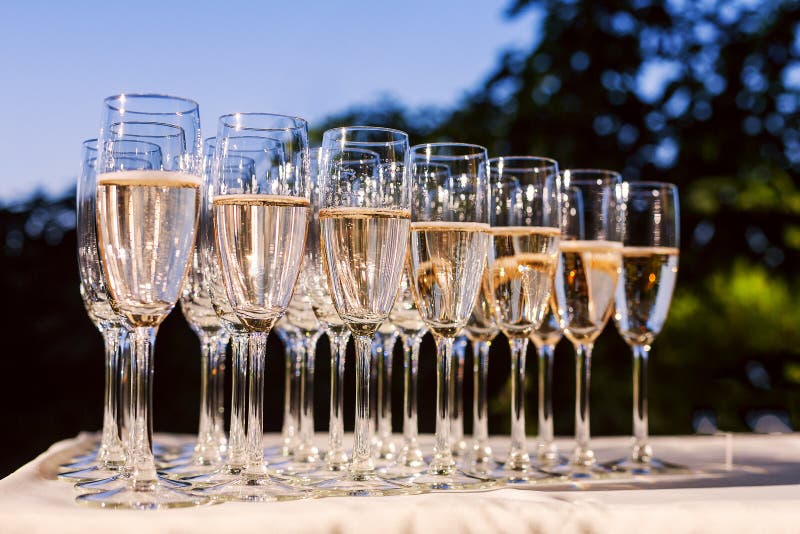 Rows of Full Champagne or Sparkling Wine Glasses. Stock Image Image