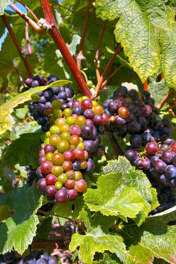 Champagne Grapes stock photo. Image of france, food, blanc 5395714