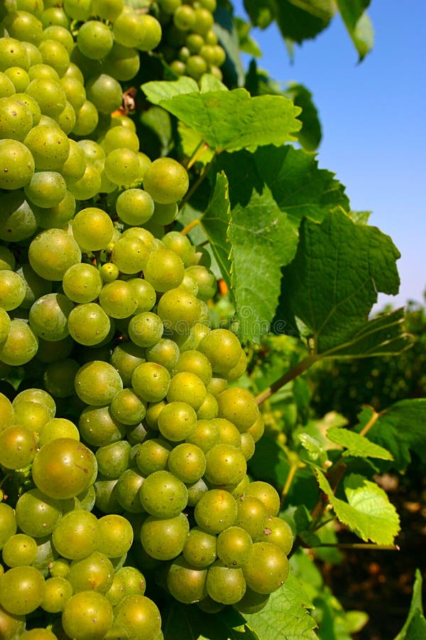 Champagne Grapes