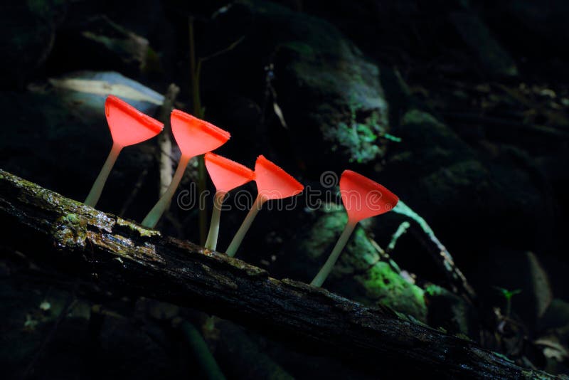 Champagne-Pilz im Regenwald lizenzfreies stockbild Champagne-Pilz im Regenwald lizenzfreies stockbild