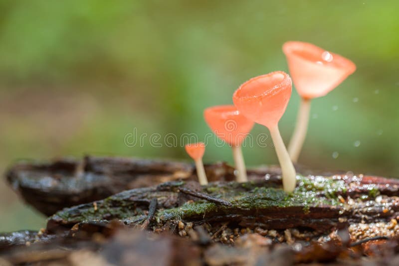 Champagne-Pilz im Regenwald lizenzfreies stockfoto Champagne-Pilz im Regenwald lizenzfreies stockfoto