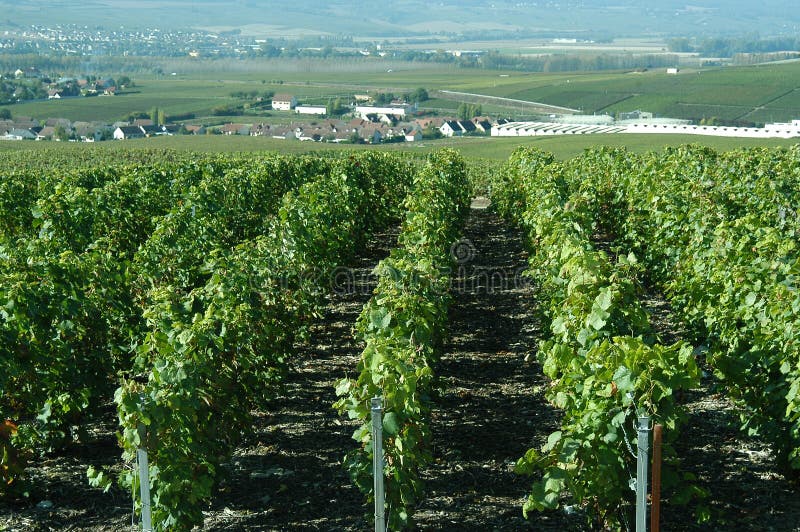 Champagne vineyards