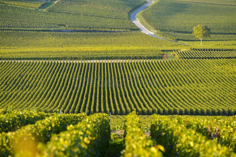 Champagne vineyards in Marne department, France. Alcohol, glass.