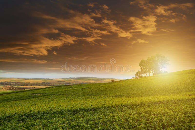 Champagne Vineyards at sunset, Montagne de Reims