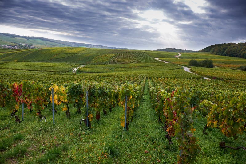 Champagnevingårdar nära Epernay, Frankrike royaltyfri bild Champagnevingårdar nära Epernay, Frankrike royaltyfri bild