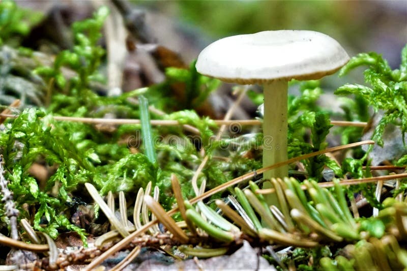Champignon photographie stock Champignon photographie stock