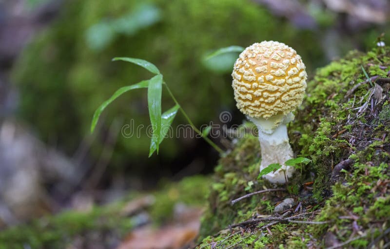 Champignon amanita photo libre de droits