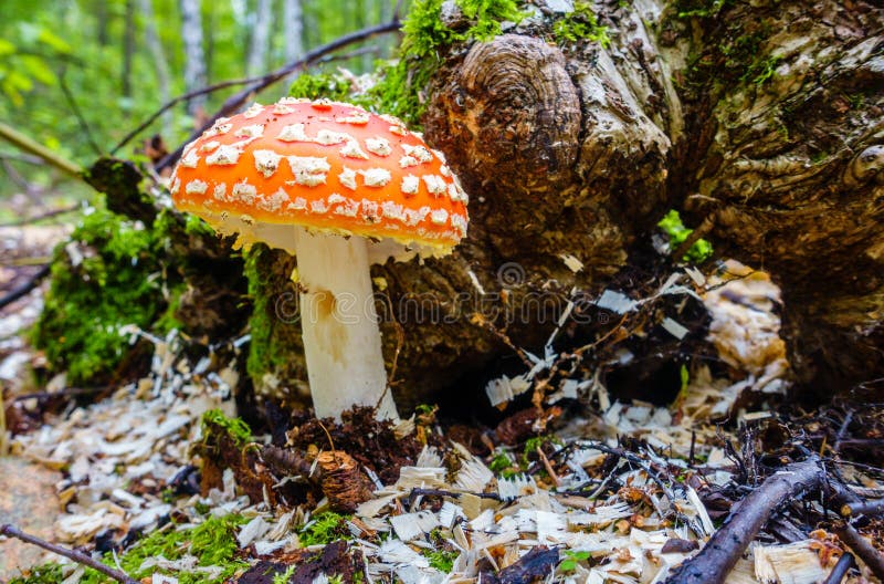 Champignon amanita photographie stock