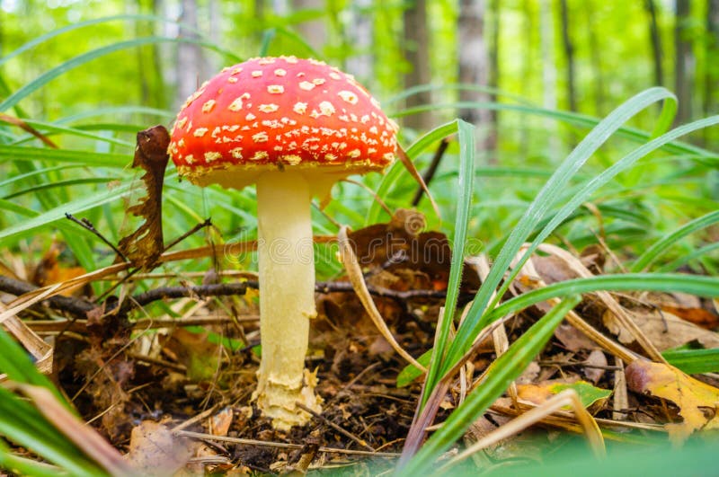 Champignon amanita photo stock