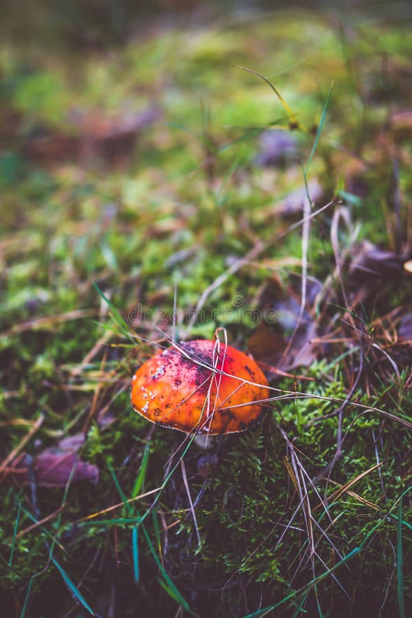 Champignon amanita rouge vif aussi connu sous le nom de mouche agaric photographie stock libre de droits