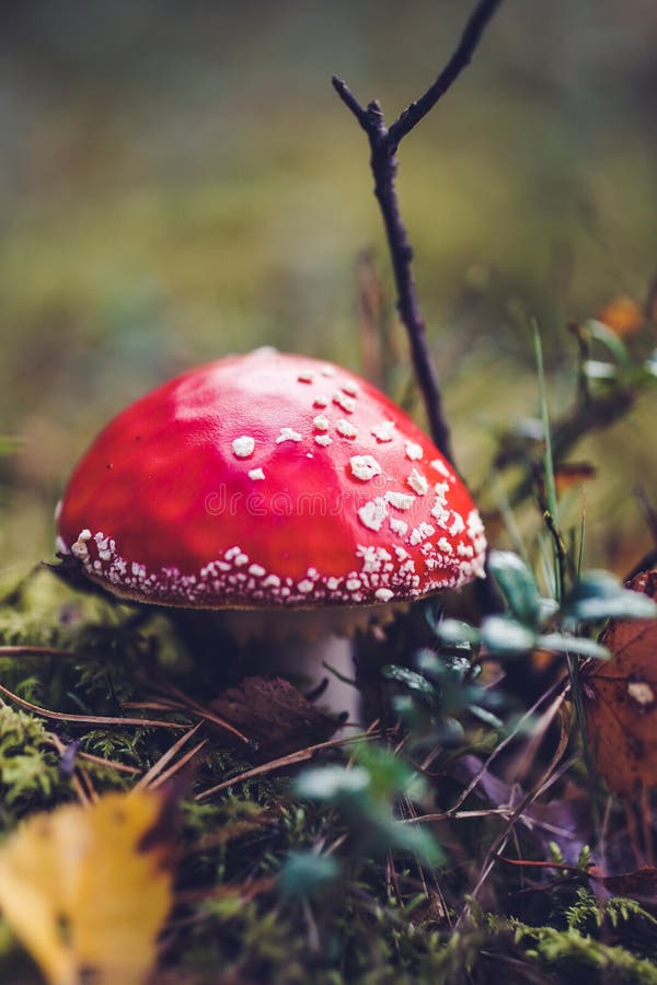 Champignon amanita rouge vif aussi connu sous le nom de mouche agaric images libres de droits