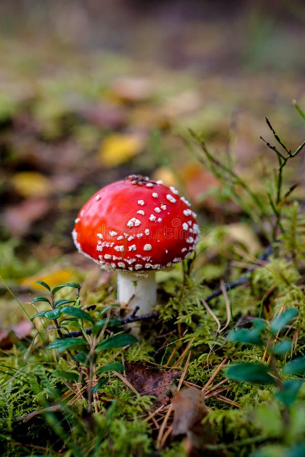 Champignon amanita rouge éclatant se détachant contre un sol boisé luxuriant photos stock