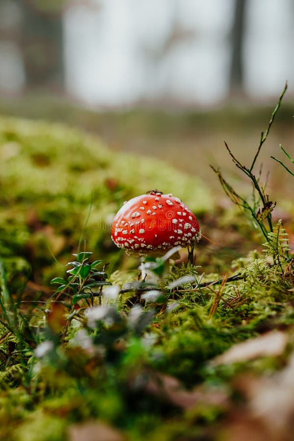 Champignon amanita rouge éclatant se détachant contre un sol boisé luxuriant image libre de droits