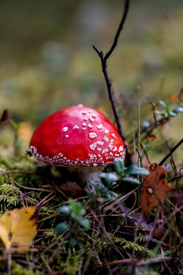 Champignon amanita rouge éclatant se détachant contre un sol boisé luxuriant photo stock