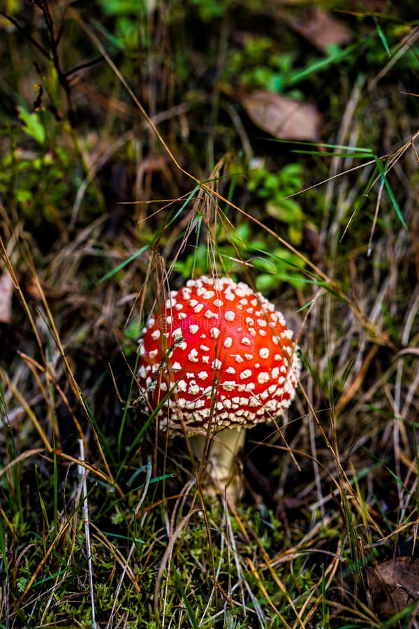Champignon amanita rouge éclatant se détachant contre un sol boisé luxuriant photographie stock libre de droits