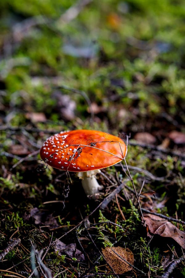 Champignon amanita rouge éclatant se détachant contre un sol boisé luxuriant photos libres de droits
