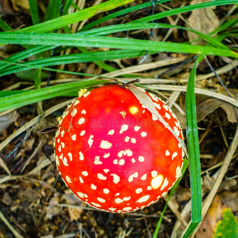 Champignon amanita photographie stock